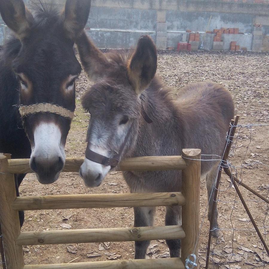 Ca La Mati Daire Beceite Dış mekan fotoğraf